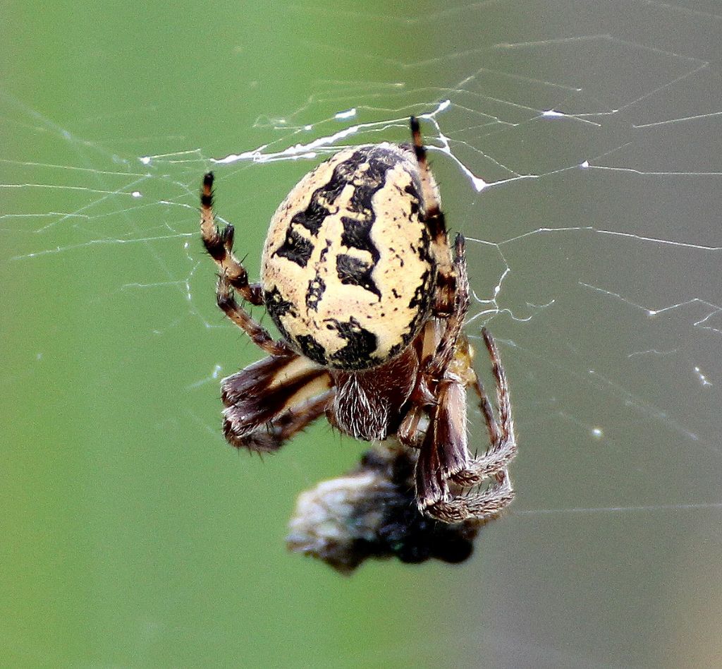Larinioides cf. cornutus - Candia (TO)